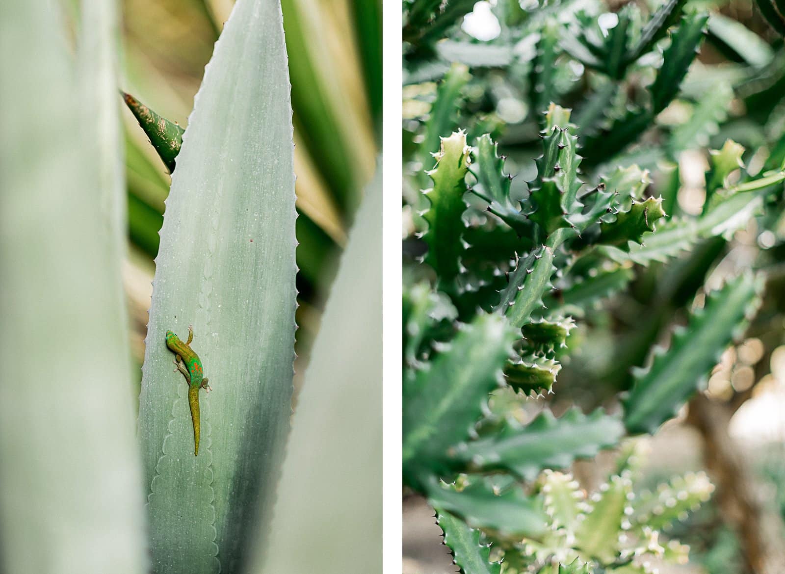 Photographie de Mathieu Dété, photographe de mariage et famille à Saint-Denis sur l'île de la Réunion 974, présentant les détails des cactus du Jardin d'Eden de Saint-Gilles