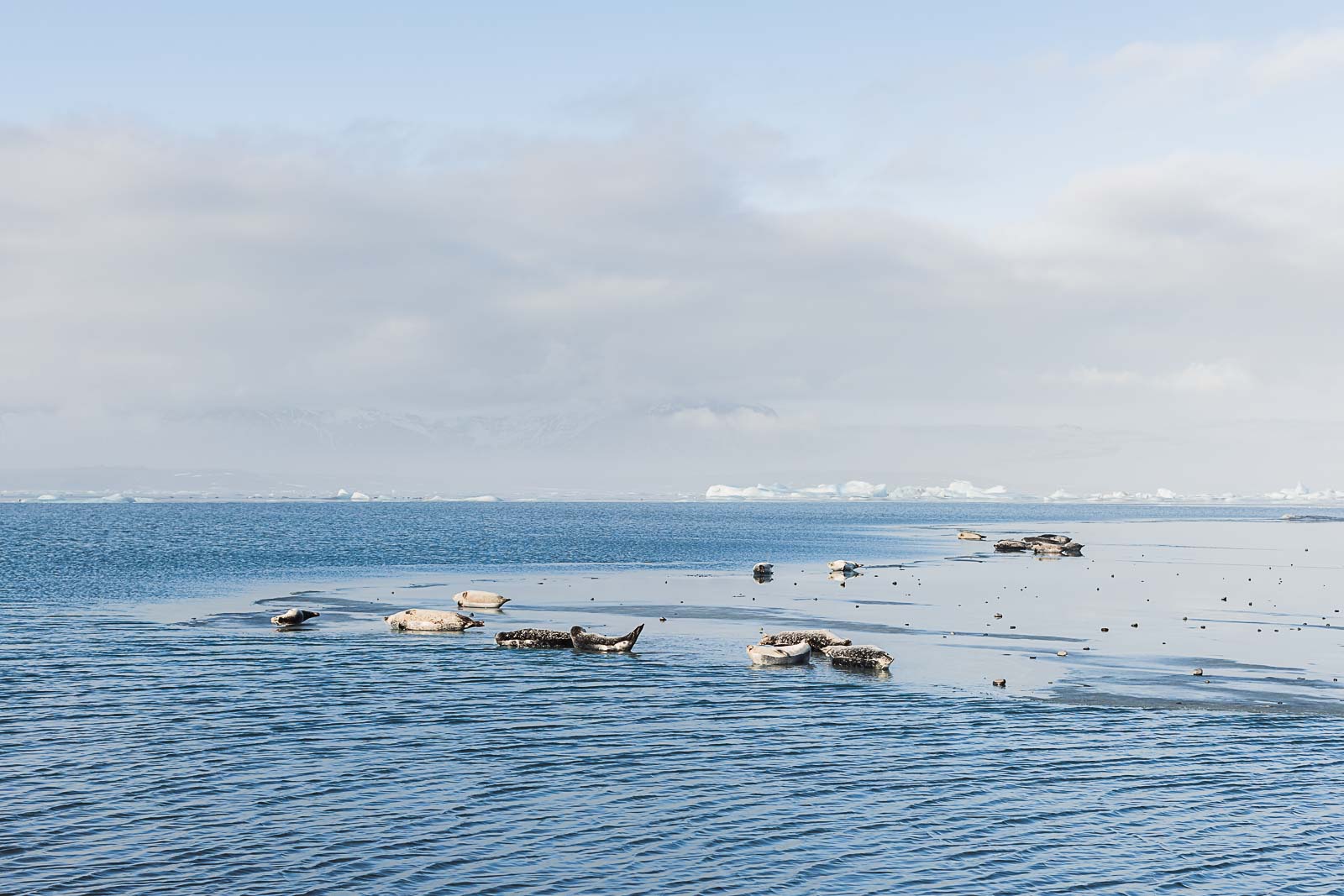 Photographie de Mathieu Dété, photographe de mariage et de voyage à la Réunion, présentant les phoques sur le lac gelé de Jokulsarlon en Islande