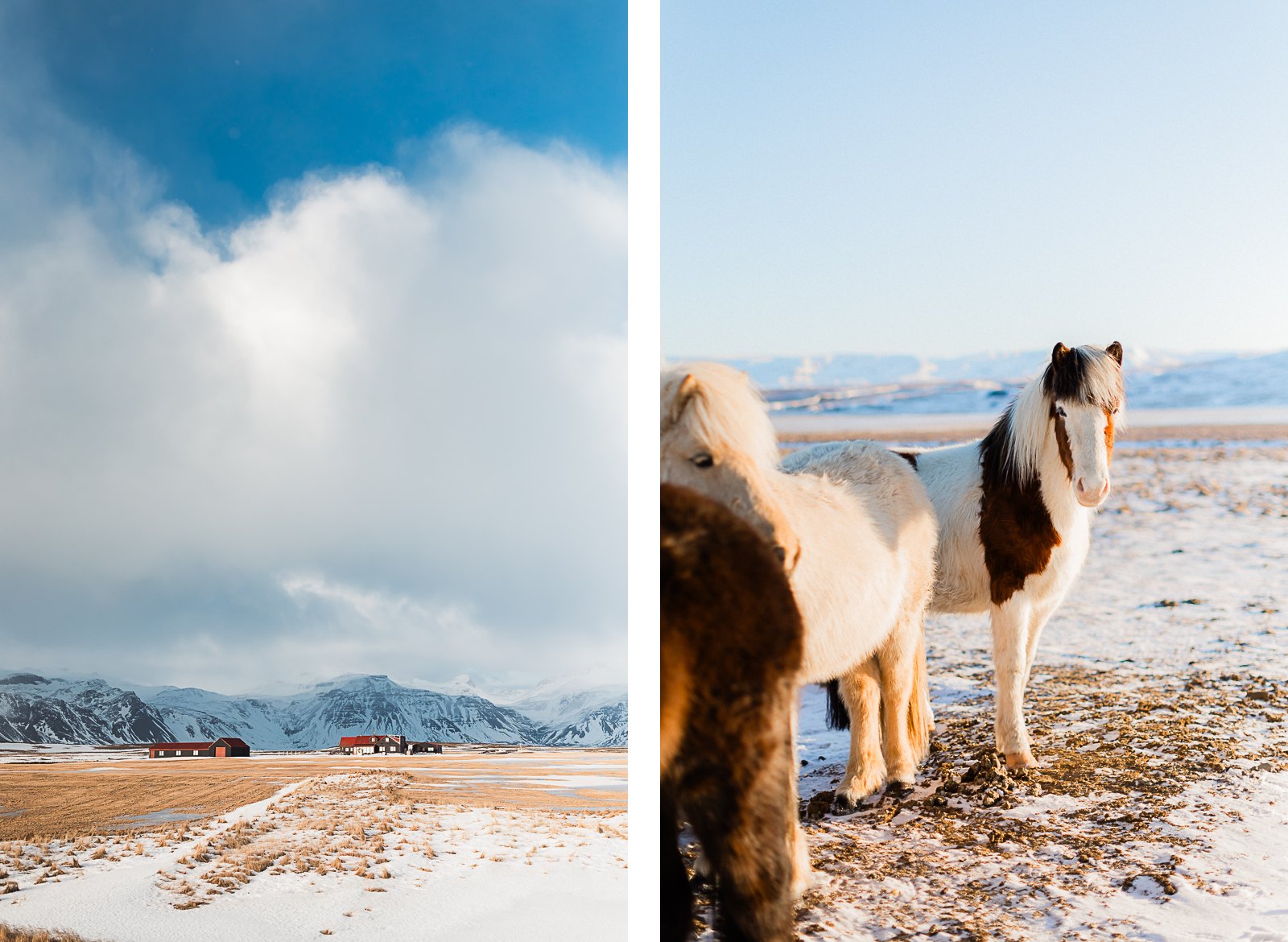 Photographie de Mathieu Dété, photographe de mariage et de voyage à la Réunion, présentant les paysages enneigés d'Islande, avec des chevaux