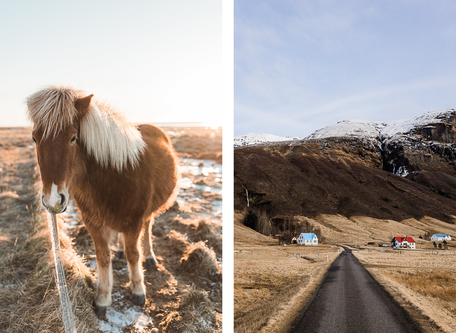 Photographie de Mathieu Dété, photographe de mariage et de voyage à la Réunion, présentant les paysages enneigés d'Islande, avec des chevaux