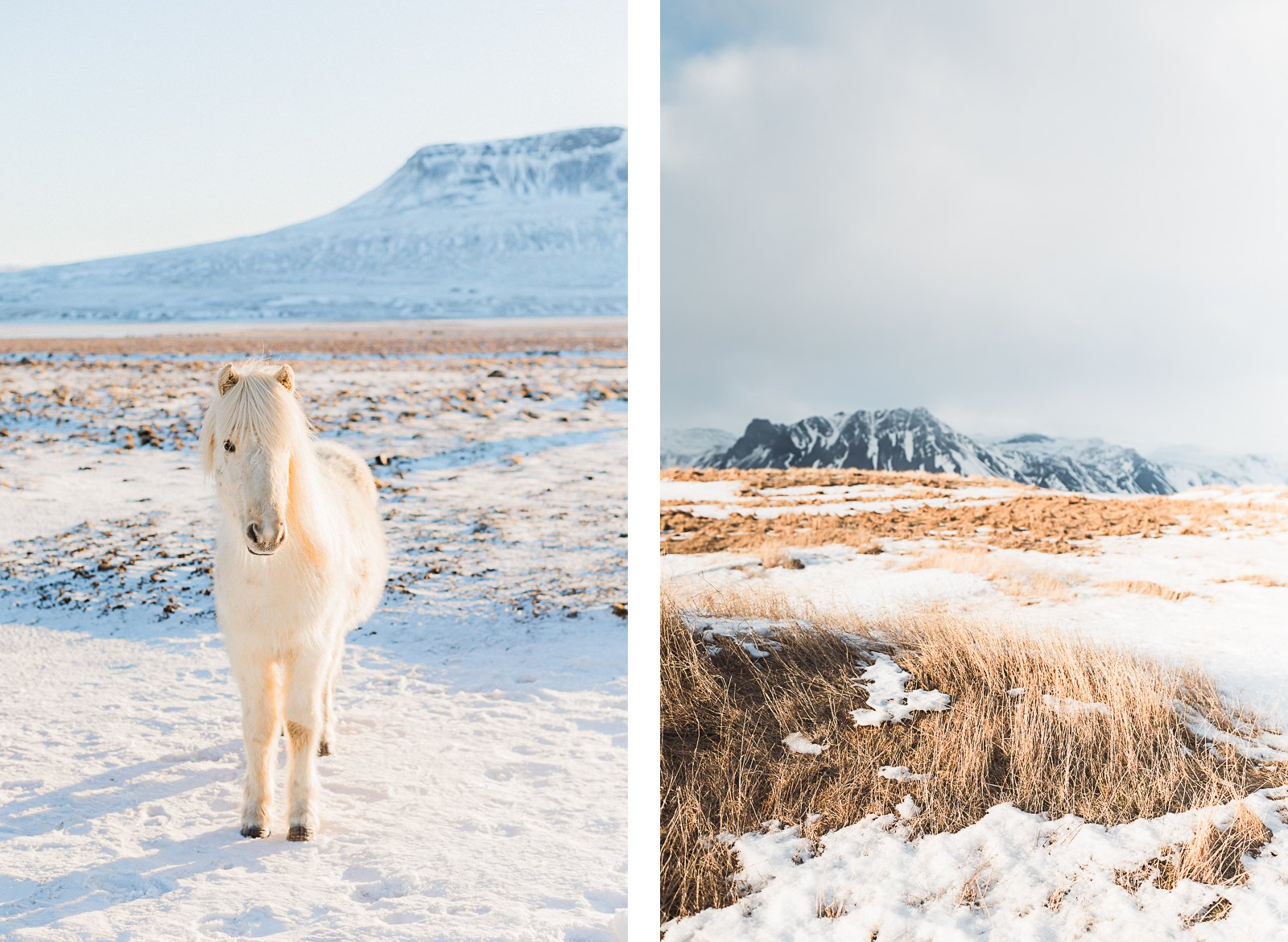 Photographie de Mathieu Dété, photographe de mariage et de voyage à la Réunion, présentant des paysages enneigés et un cheval blanc d'Islande