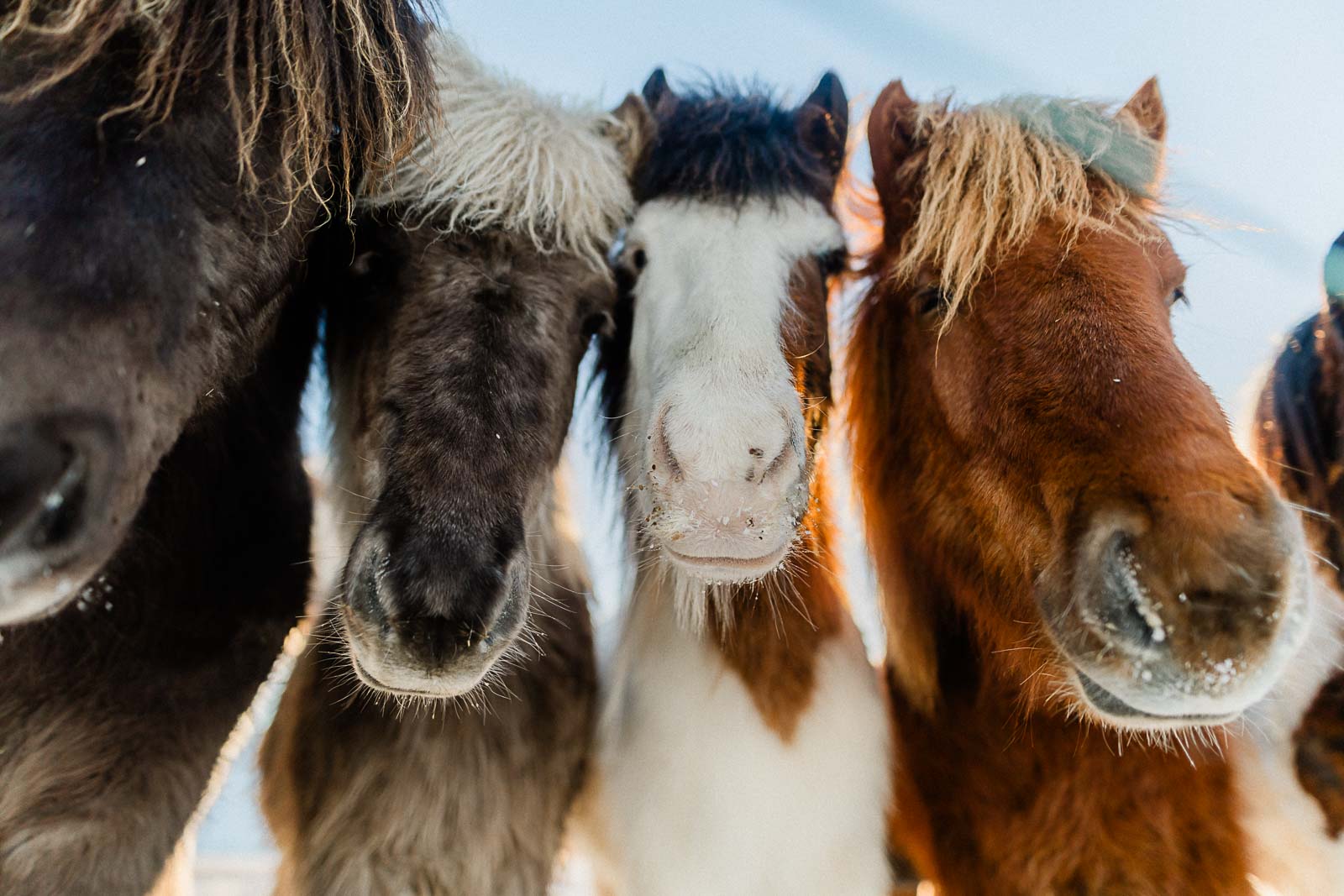 Photographie de Mathieu Dété, photographe de mariage et de voyage à la Réunion, présentant des chevaux en gros plan, dans le froid lors d'un voyage en Islande