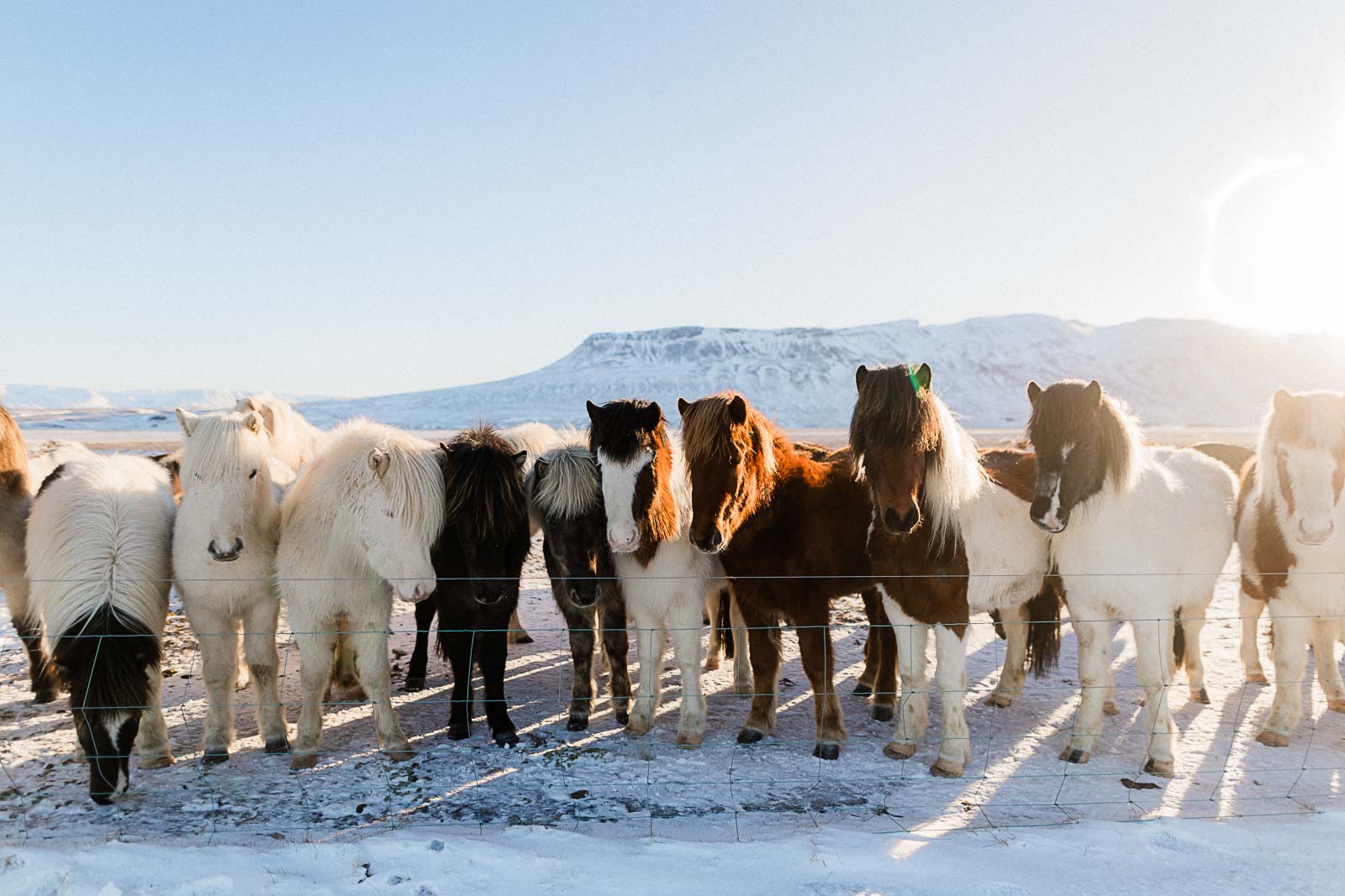 Photographie de Mathieu Dété, photographe de mariage et de voyage à la Réunion, présentant des chevaux devant des montagnes enneigées, dans le froid lors d'un voyage en Islande